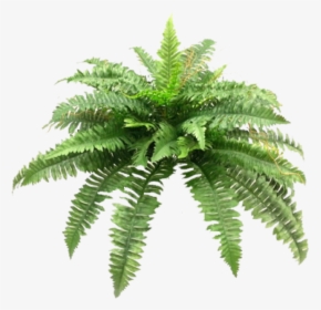 Transparent Green Bush Png - Ferns Png, Png Download, Free Download