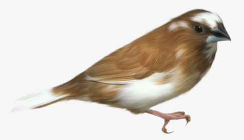 Bird Clip Art - Small Bird Transparent Background, HD Png Download, Free Download