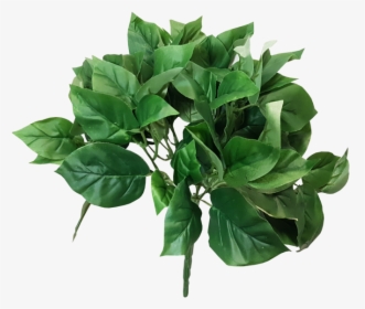 Green Jmc Floral Bush Basil Devil"s Ivy - Houseplant, HD Png Download, Free Download