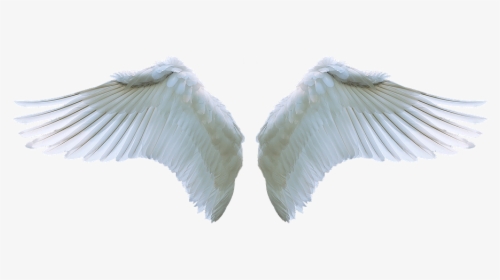Sayap, Angel, Angsa, Putih, Ayunan, Bulu, Simbol - Realistic Angel Wings Png, Transparent Png, Free Download