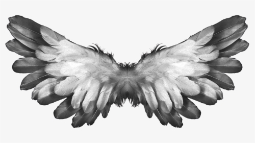 Angel Wings Feathers - Wings Feathers, HD Png Download, Free Download