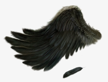 Fallen Angel Wing Png, Transparent Png, Free Download