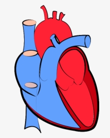 Real Heart Png Vector Transparent - Transparent Background Human Heart Png, Png Download, Free Download