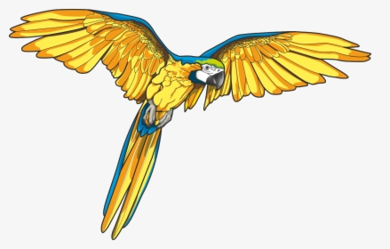 Flying Parrot Vector Art, HD Png Download, Free Download