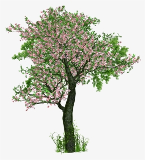 Tree, Deciduous Tree, Flowers, Grass, Digital Art - Trees With Flowers Png, Transparent Png, Free Download