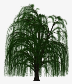 Willow Tree Png - Weeping Willow Tree Transparent Background, Png Download, Free Download