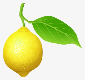 Lemon Png Clip Art - Clip Art Of Lemon, Transparent Png, Free Download