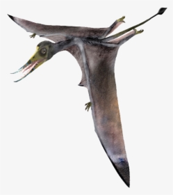 Birds From Jurassic Period, HD Png Download, Free Download