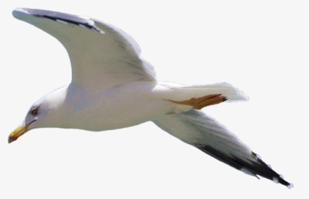 Transparent Background Seagull Png, Png Download, Free Download