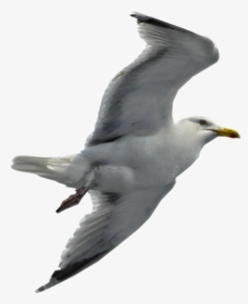 Seagull Flying Transparent Background, HD Png Download, Free Download