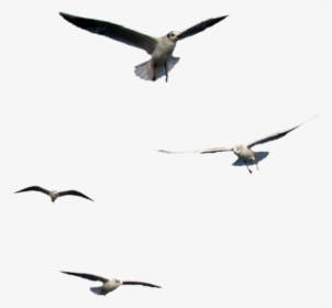 #birds #flying #seagulls - Flying Bird Png Gif, Transparent Png, Free Download