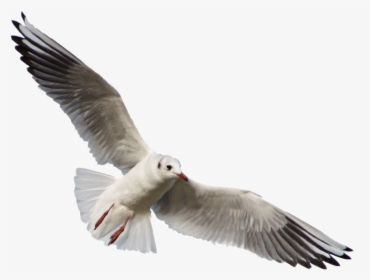 Free Png Download Gull Png Images Background Png Images - Seagull Flying No Background, Transparent Png, Free Download
