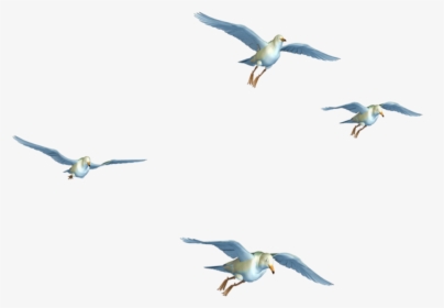 #edits #seagulls #birds #flying #art #stickers - Flying Birds Png Free Download, Transparent Png, Free Download