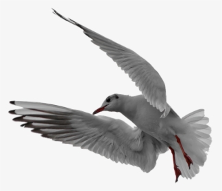 Seagull, Flight, Isolated, In Flight, Bird, Flying - Möwe Png, Transparent Png, Free Download
