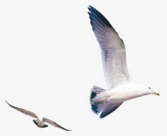 Flying Seagull Png Download - Flying Seagull Png, Transparent Png, Free Download