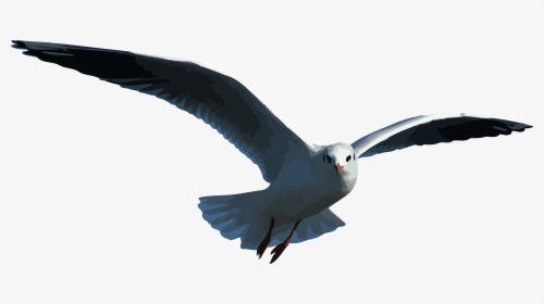 Petrel Outlander Seagull - Seagull Vector Flying Gif, HD Png Download, Free Download