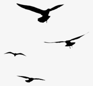 #silhouette #birds #flying #seagulls - Silhouette Of Bird Flying Away, HD Png Download, Free Download