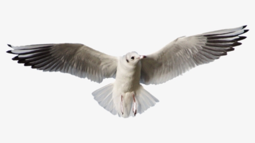 #bird #flying #seagull - European Herring Gull, HD Png Download, Free Download