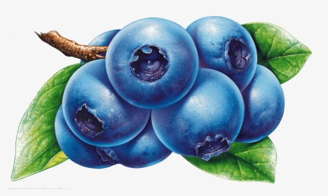 Blueberries Drawing, HD Png Download, Free Download