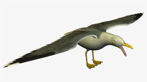 Seagull Clipart - Png Seagull, Transparent Png, Free Download