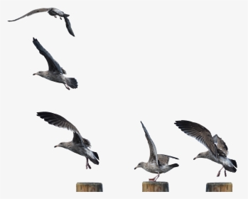 Seagull Landing Photo, HD Png Download, Free Download