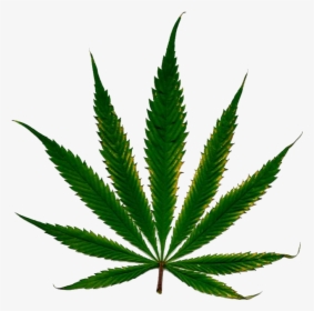 Weed With White Background, HD Png Download, Free Download