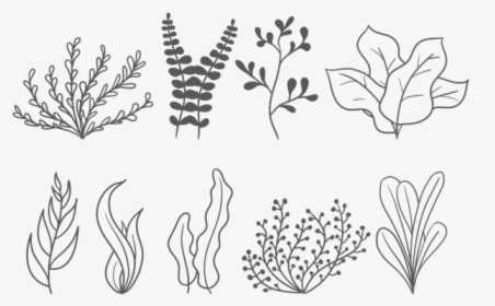 Sea Weed Vector Icons - Sea Weed Vector, HD Png Download, Free Download