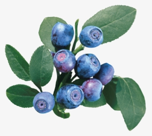 Blueberry Clipart Png, Transparent Png, Free Download