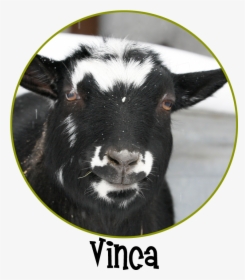 Vinca Circle - Goat - Goat, HD Png Download, Free Download