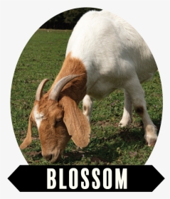 Oh Blossom, Daughter Of Petal - Goat, HD Png Download, Free Download