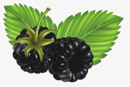 Blueberry Clipart Blueberry Bush - Clip Art Black Berries, HD Png Download, Free Download