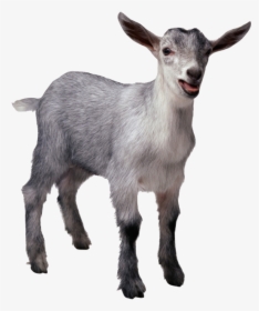 Funny Goat Png - Goat With No Background, Transparent Png, Free Download