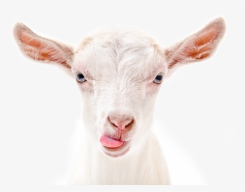 Our Goats Rule - Chèvre Qui Tire La Langue, HD Png Download, Free Download