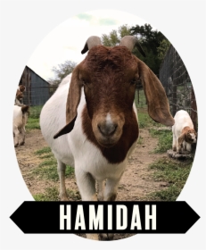 Hamidah-01 - Goat, HD Png Download, Free Download