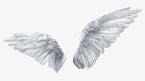 Wing Butterfly Angel Clip Art - Transparent Background Angel Wings Transparent, HD Png Download, Free Download