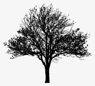 Tree Silhouette At Getdrawings - Transparent Background Tree Silhouette, HD Png Download, Free Download