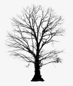 Tree Of Life With Roots Clipart - Winter Tree Silhouette Png, Transparent Png, Free Download