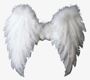 White Wings Png Image - Angel Wings Png, Transparent Png, Free Download