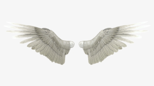 White Wings Png Image - Angel Wings Wings Png, Transparent Png, Free Download
