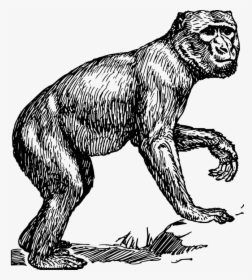 Animales, Mono, Macaco, Mamíferos, Primate - Ape Drawing Png, Transparent Png, Free Download