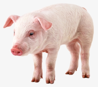 Download And Use Pig In Png - Pig With Transparent Background, Png Download, Free Download