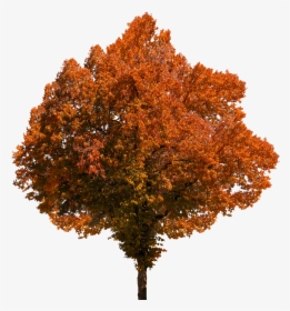 Autumn, Tree, Leaves, Color, Fall Foliage, Png, Oranges - Fall Tree Transparent Background, Png Download, Free Download
