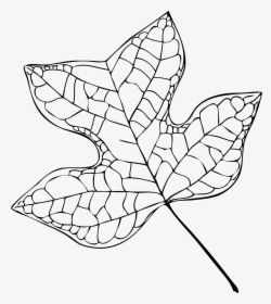 Tulip Tree Leaf Black And White, HD Png Download, Free Download