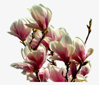 Magnolia Tree Png - Magnolia Png Transparent, Png Download, Free Download