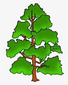 Tennessee State Tree - Draw Tennessee State Tree, HD Png Download, Free Download
