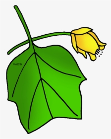 State Tree Of Kentucky - Tulip Poplar Clip Art, HD Png Download, Free Download