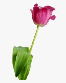 Tulip Flower Rosa Free Picture - Nature No Background, HD Png Download, Free Download
