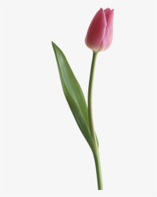 Download Tulip Png Clipart - Tulips Images Transparent Background, Png Download, Free Download