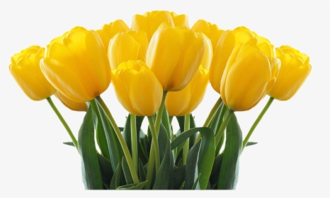 Transparent Tulips Clipart - Whatsapp Birthday Status For Loving Sister, HD Png Download, Free Download