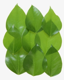 Green Leaves Png Image - Leaf, Transparent Png, Free Download